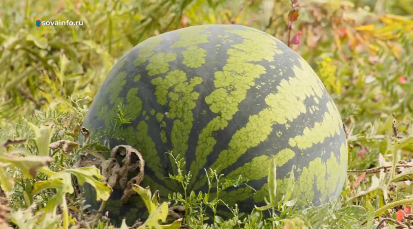 В Самарской области фермеры собирают урожай арбузов