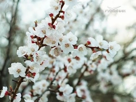 Как вырастить абрикос на участке. Удачные заметки