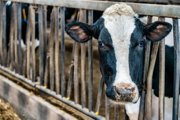 Бережливое производство поможет решить проблему нехватки кадров на молочной ферме