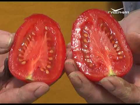 Сравниваем томатные гибриды. Дачные советы