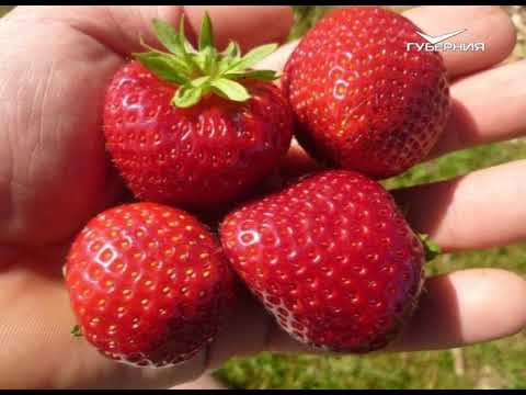 Как спасти урожай от дождей. Дачные советы