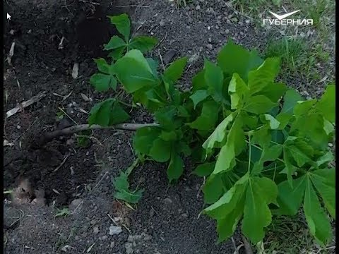 Высадка каштанов в самарском парке. Удачные заметки