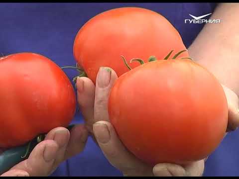 Ответы на самые популярные вопросы садоводов. Дачные советы