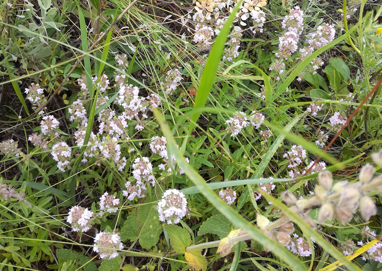 Эксперты рассказали, какие добавки сделают чай полезнее