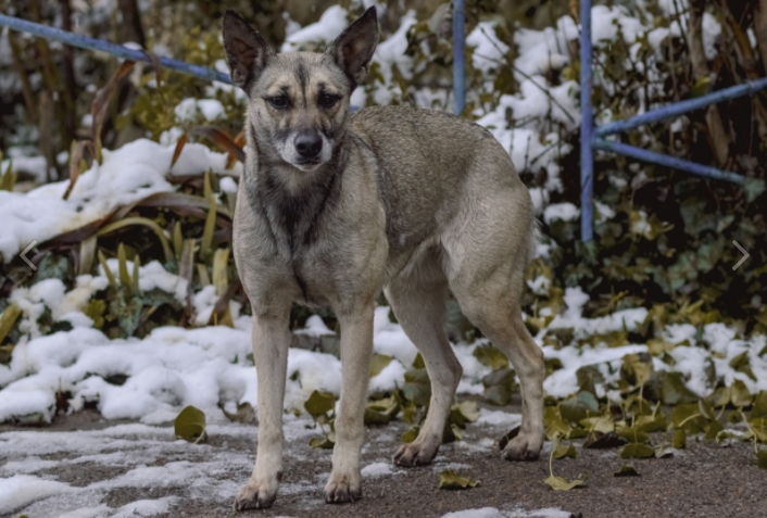 "Не надо вешать на меня всех собак": Дмитрий Азаров поручил главам муниципалитетов навести порядок с безнадзорными животными