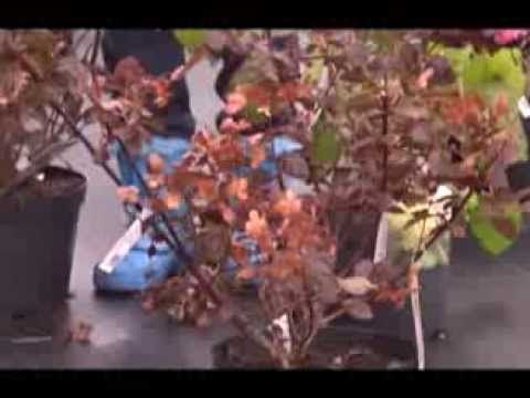 Дачные советы 10.10.2013 