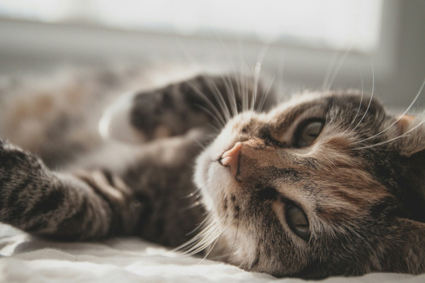 Эксперты выяснили, кошки каких пород живут дольше