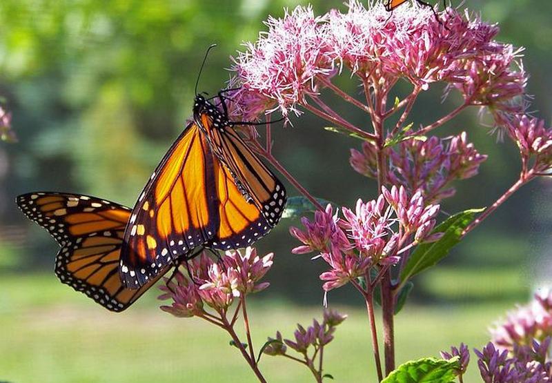 Уполномоченный по правам человека в Самарской области приглашает на экологический прием 