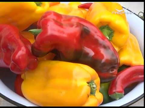 Зачем на участке выращивать кукурузу и подсолнечник. Дачные советы от 04.10.2018