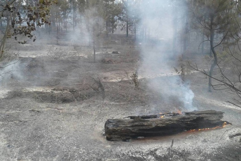 Оранжевый уровень опасности объявили в Самарской области из-за угрозы лесных пожаров