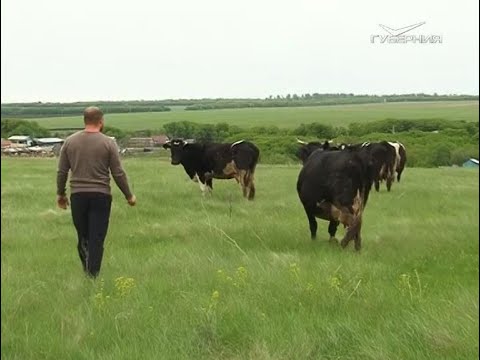 В области появились сельскохозяйственные кооперативы. Агрокурьер