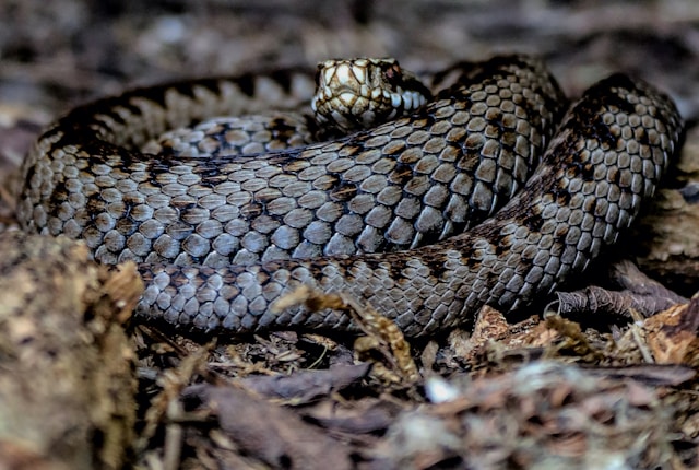 Укусила ядовитая змея: что делать и как не стоит действовать