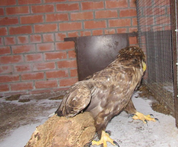 В Самарской области спасают краснокнижного орлана-белохвоста