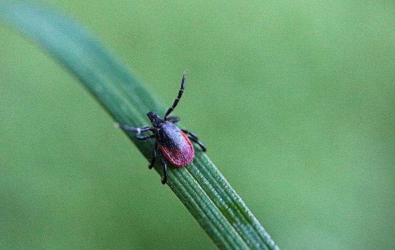 В Самарской области один человек заболел иксодовым клещевым боррелиозом