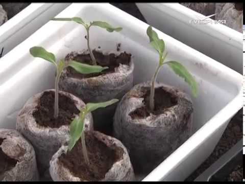 Дачные советы 23.03.2017. Уход за рассадой капусты