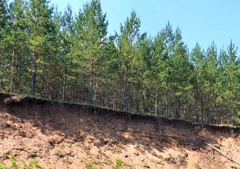 В Бузулукском бору начался сбор необычных грибов 