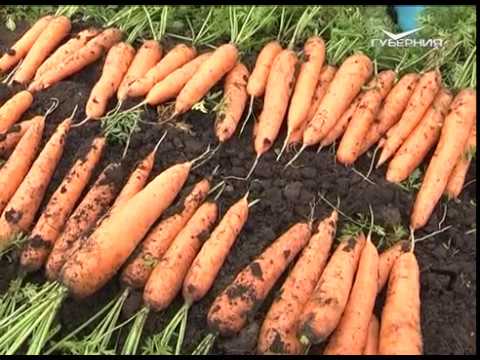 Дачные советы 05.10.2017. Защита от холодов