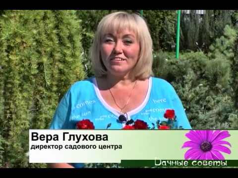 Дачные советы 05.07.2012