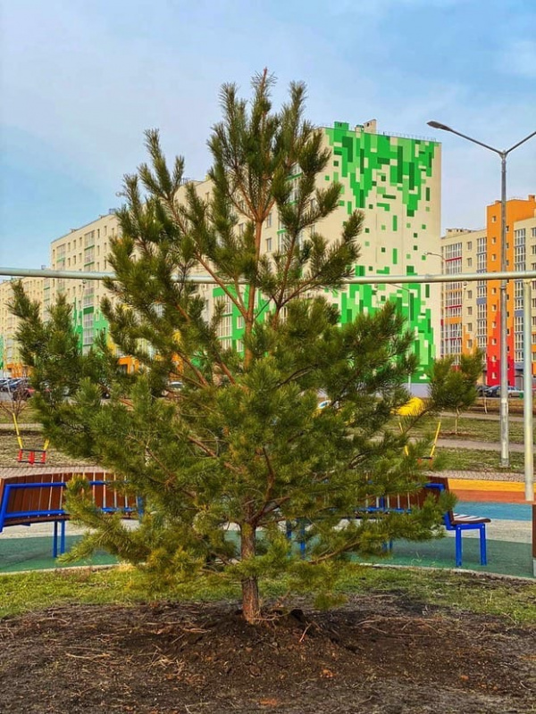 В "Кошелев-Парке" посадили ели, березы, рябины и другие деревья (+16)