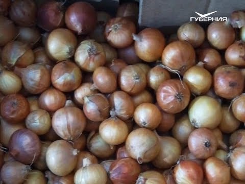 Как выбрать лук-севок. Удачные заметки