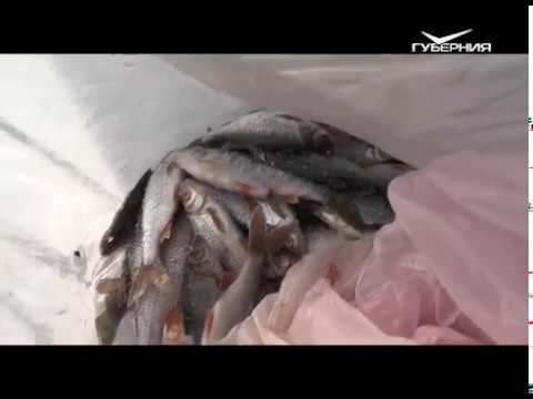 Ловля леща и окуня. Рыбацкое счастье