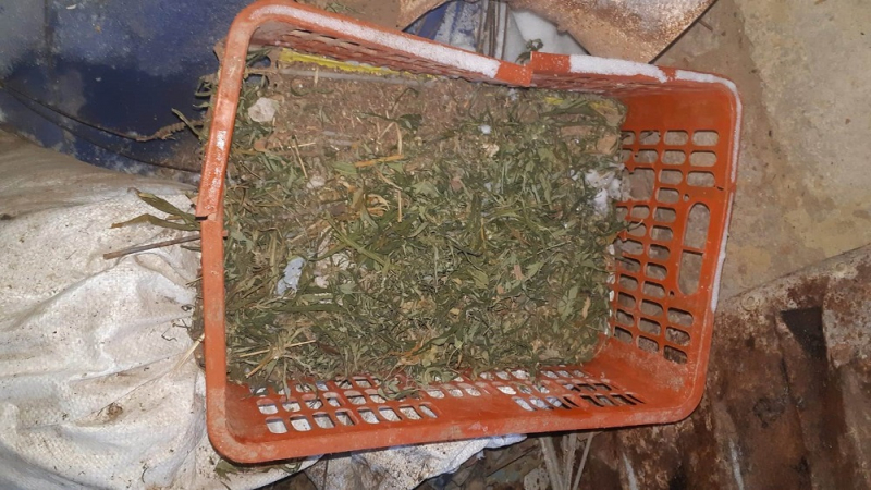 Запасы на зиму: в Самарской области будут судить мужчину за хранение конопли