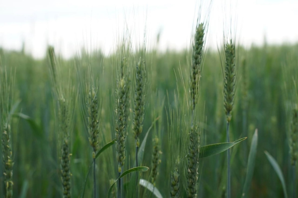 Самарская область успешно представила достижения сельского хозяйства на главной выставке страны