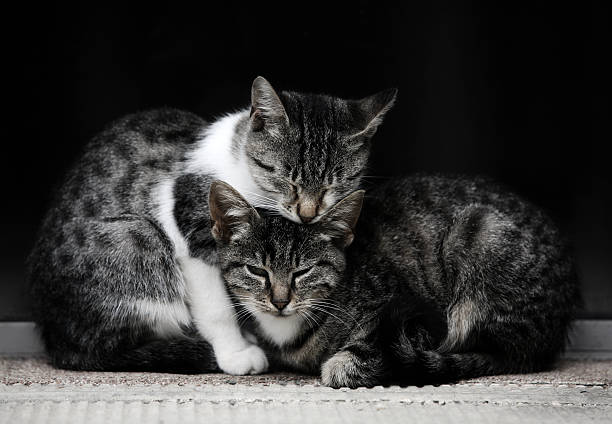 Спасённых из запертой квартиры кошек бесплатно раздают в Туле 