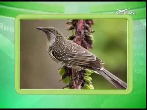 Календарь губернии 11.07.2016