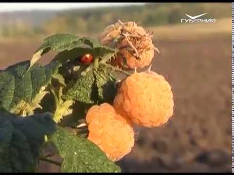 Дачные советы 21.09.2017. Покос биологически ценных сидератов