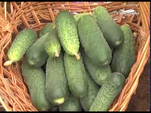 Дачные советы 27.10.2016. Обрезка малины. Обрезка роз. Хранение корнеплодов