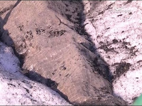 Работы по последнему снегу. Дачные советы