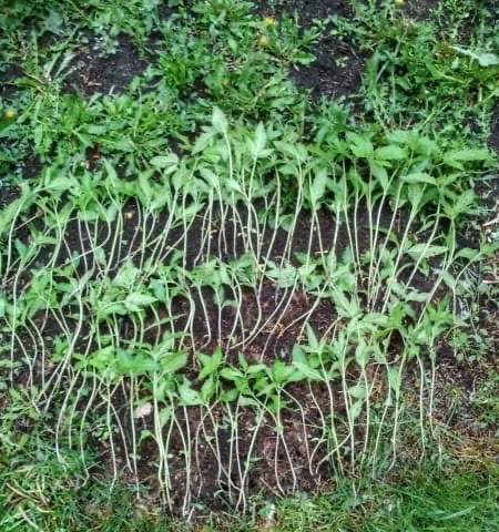 У жителя Самарской области обнаружили 138 кустов конопли