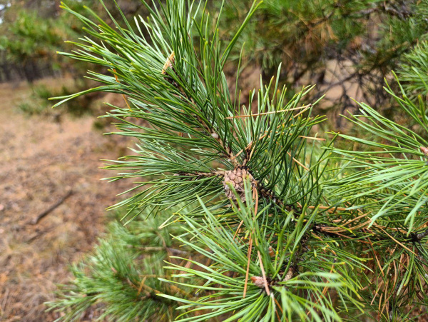 Россиянам напомнили, как законно срубить елку к Новому году