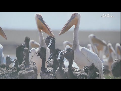 В Самаре открылась выставка Владимира Рубинчика