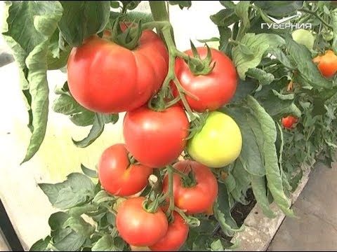Лучшие тепличные томаты. Дачные советы