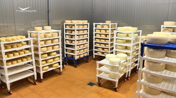 Французская порода и самое масштабное производство в РФ: в Тольятти варят сыр из овечьего молока, как в Древнем Риме