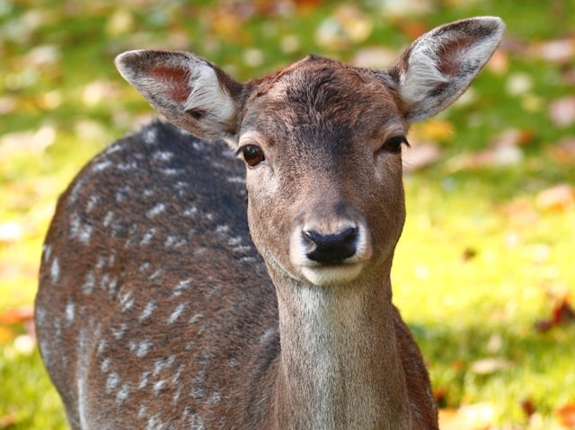 В Жигулевском заповеднике фотоловушка запечатлела пятнистого оленя