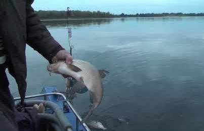 За лещом ранним утром. Рыбацкое счастье