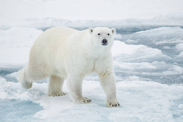 День полярного медведя и Бабьи взбрыксы: какие праздники отмечают 27 февраля 