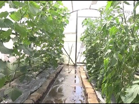 Собираем первый урожай. Дачные советы