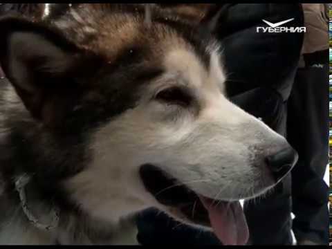 В Самаре прошли гонки на собачьих упряжках