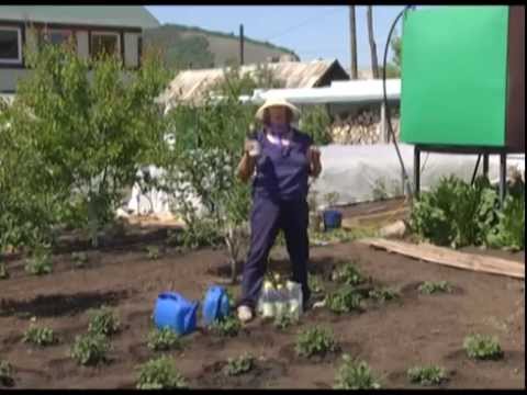 Дачные советы 5.06.2014