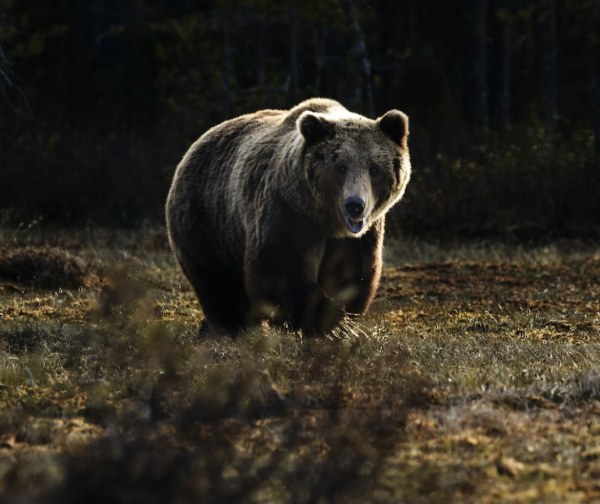 Россиян предупредили о возможном нападении крупного дикого медведя в Сибири