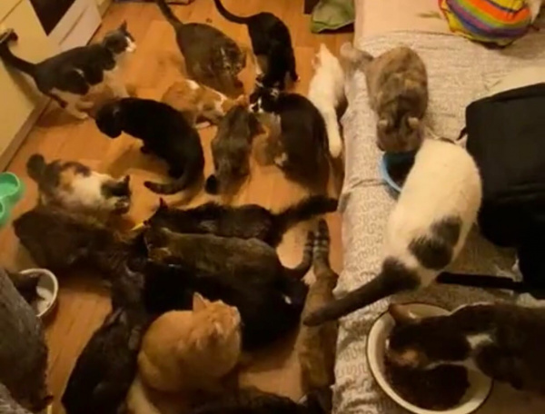 В Самаре две женщины приютили 70 кошек и ищут помощи