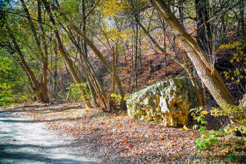 В лесах Самарской области с начала года выявили 50 случаев незаконной рубки деревьев 