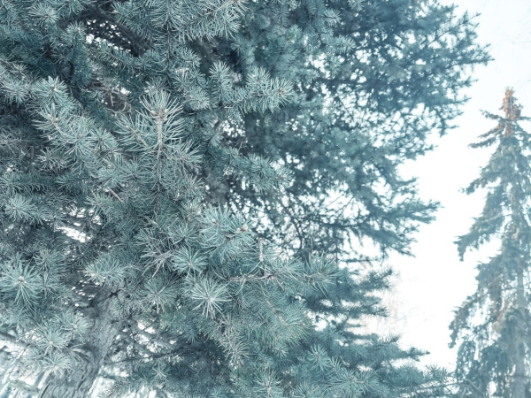 В Самарской области елки защитят от незаконной вырубки