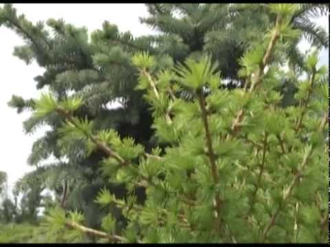 Дачные советы 15.05.2014