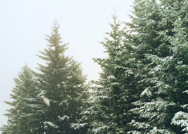В Самарскую область привезут ели, пихты и сосны из вятских лесов 