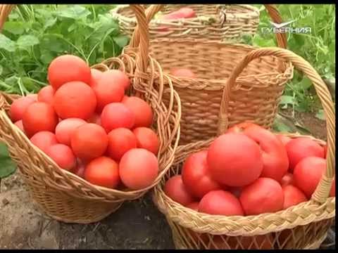 Дачные советы 29.10.2015